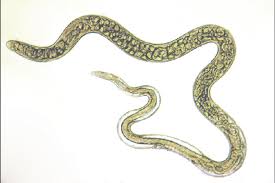 Trichinella spiralis